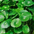 Hydrocotyle vulgaris