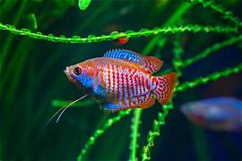 Dwarf Gourami