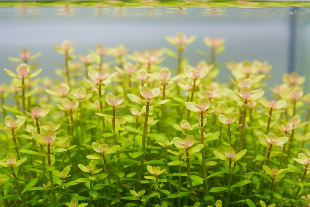 Rotala indica