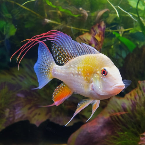 Albino Heckelii