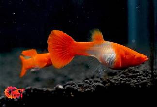 Red Ear Koi pair