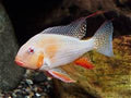 Albino Heckelii