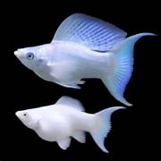Blue Eyes Veiltail