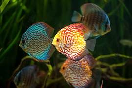 Mix Color Discus