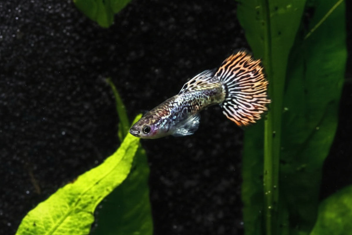 Red Metal Dragon Guppy