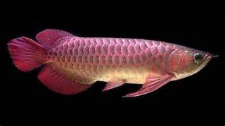 Banjara Red Arowana
