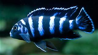 Demasoni Cichlid