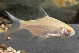 Albino tinfoil Barb big