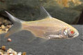 Albino tinfoil Barb big
