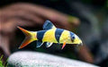 Clown Loach