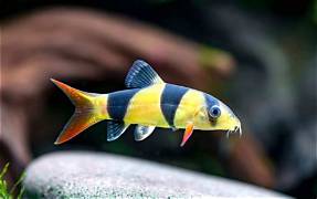Clown Loach