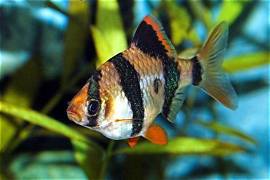 Tiger Barb