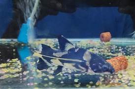 Marble lancer catfish