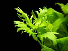 Hygrophila difformis