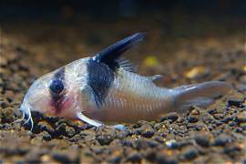 Panda cory