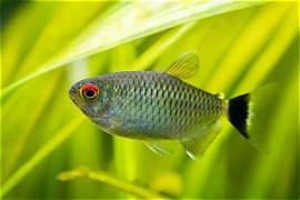 Red eye tetra