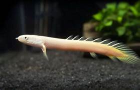 Albino Senegalus eel