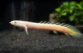 Albino Senegalus eel
