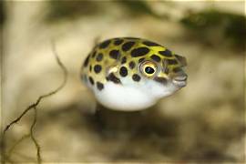 Puffer