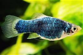 Green Platy