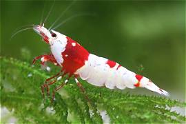 Crystal Red Shrimp