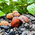Stripped Pumpkin snail