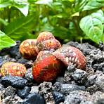 Stripped Pumpkin snail