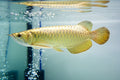 A-grade super hi back arowana with chip and certificate