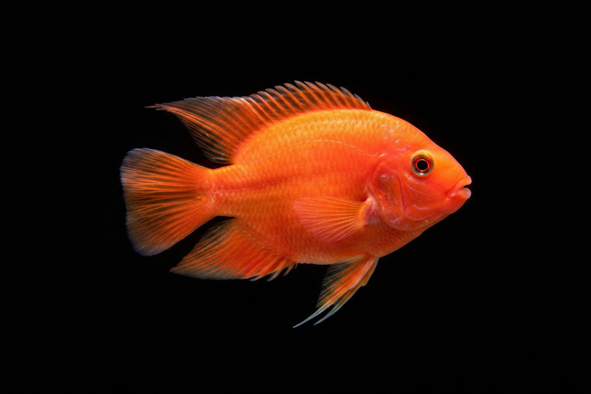 Imported Red chilli oscar