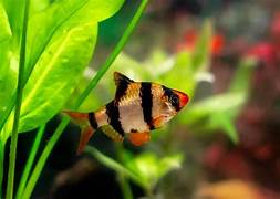 Tiger barb
