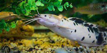 Albino Ospotted Cat Fish