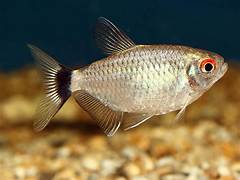 Red eye tetra