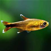 Sliver tip tetra