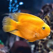Yellow Parrot