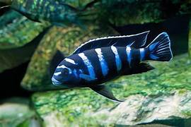 Damosoni cichlid