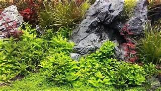 Local Live plant