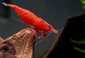 Red Shrimp