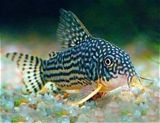 Sterbai cory