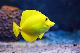 Yellow apple