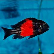 Duboisi red band