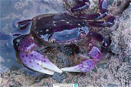 Double hand crab
