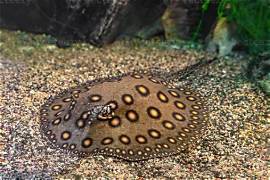 Motoro Stingray