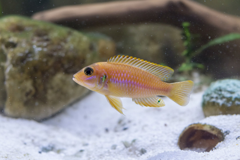 Oscillatus Gold care