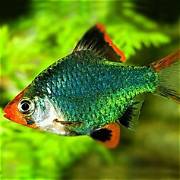 Green tiger