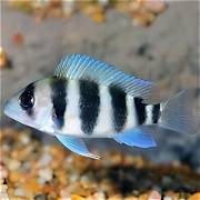 Frontosa Cichlid
