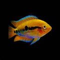 Rainbow Cichlids