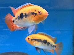 Rainbow Chichlid