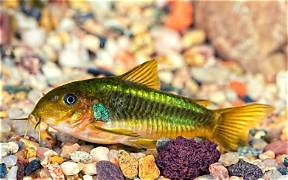 Green cory