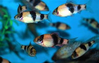 Melon Barb (Per Fish)