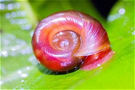 Red ramshorn snail